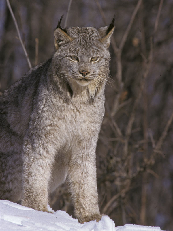 Canada Lynx - photo on file