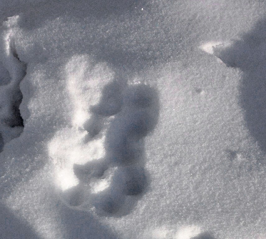 Lynx Tracks - Dec. 11, 2013