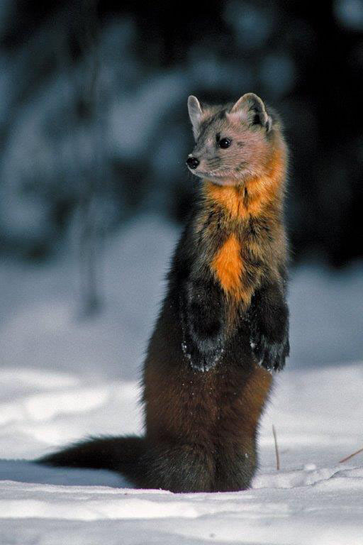 Pine Marten