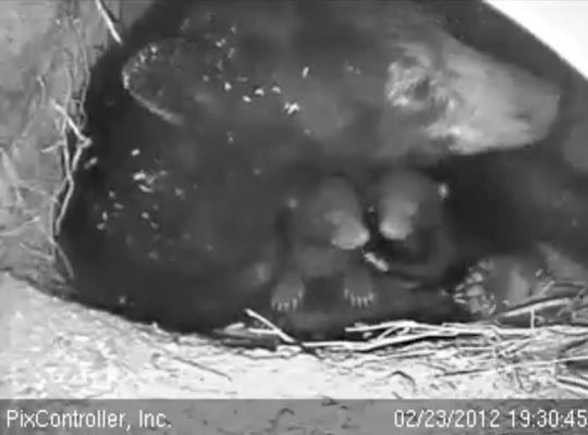 Jewel, Fern and Herbie - 2012