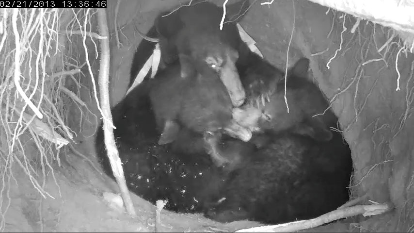 Jewel, Fern & Herbie - 2013