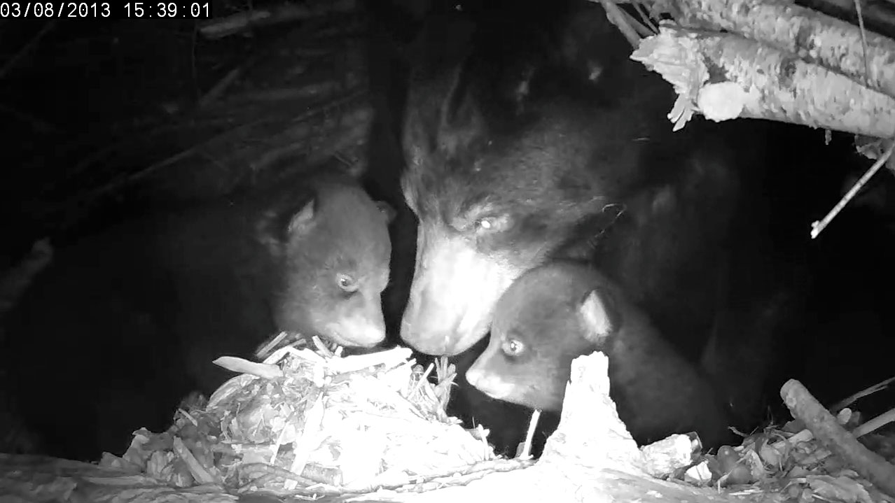 Lily, Eli and Ellie - 2013