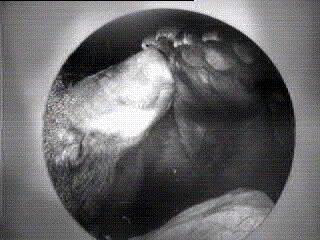 Whiteheart chewing footpads