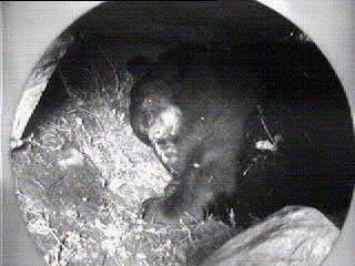 Whiteheart Den Cam 1999/2000