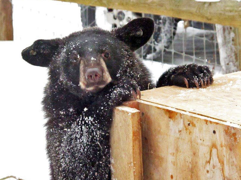 Holly peers over box