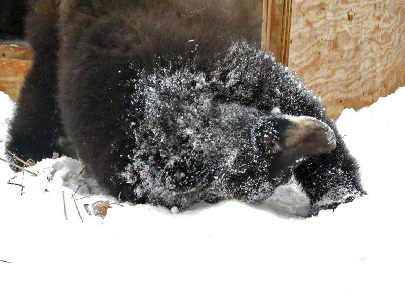 Holly rubs head on snow