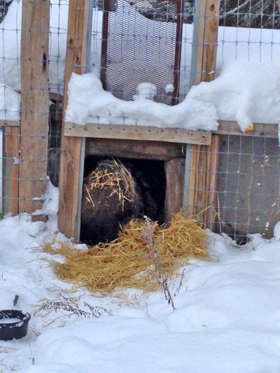 Holly follows Lynn into den