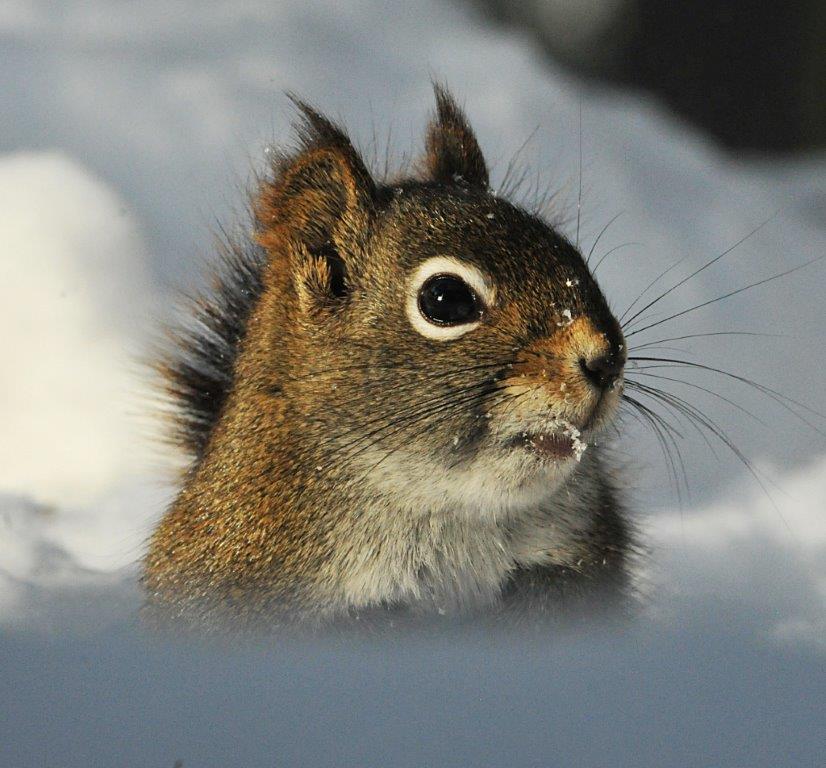 Red squirrel - Dec 25