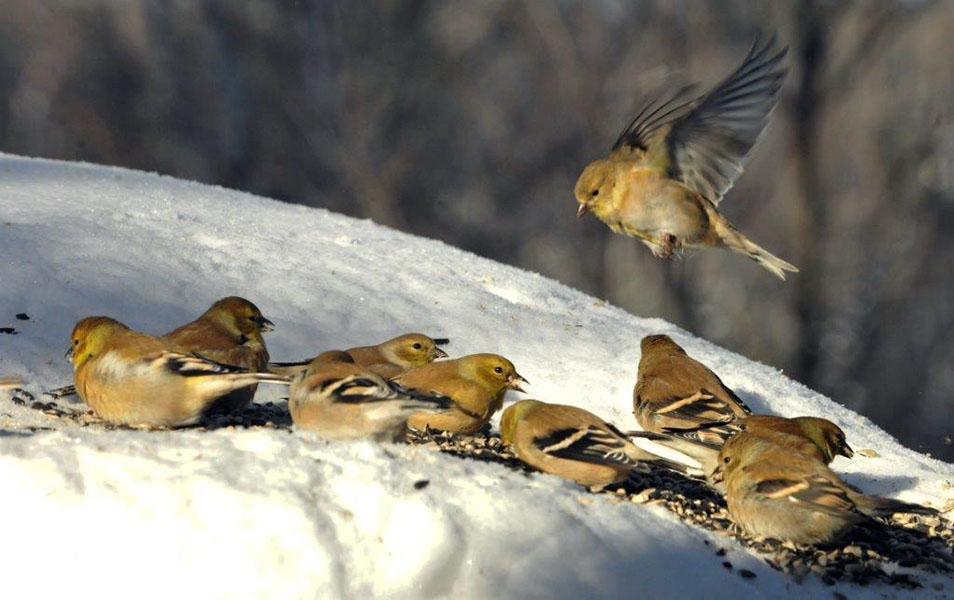 Goldfinches