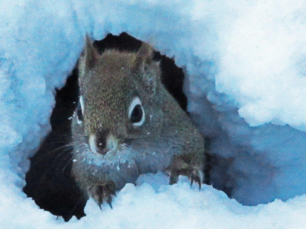 Red squirrel in snow