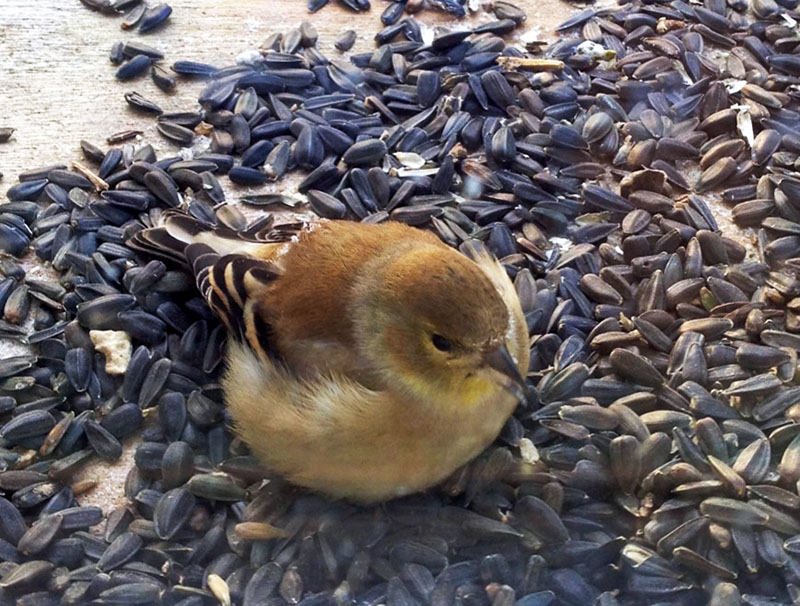 Goldfinch fluffed against the cold