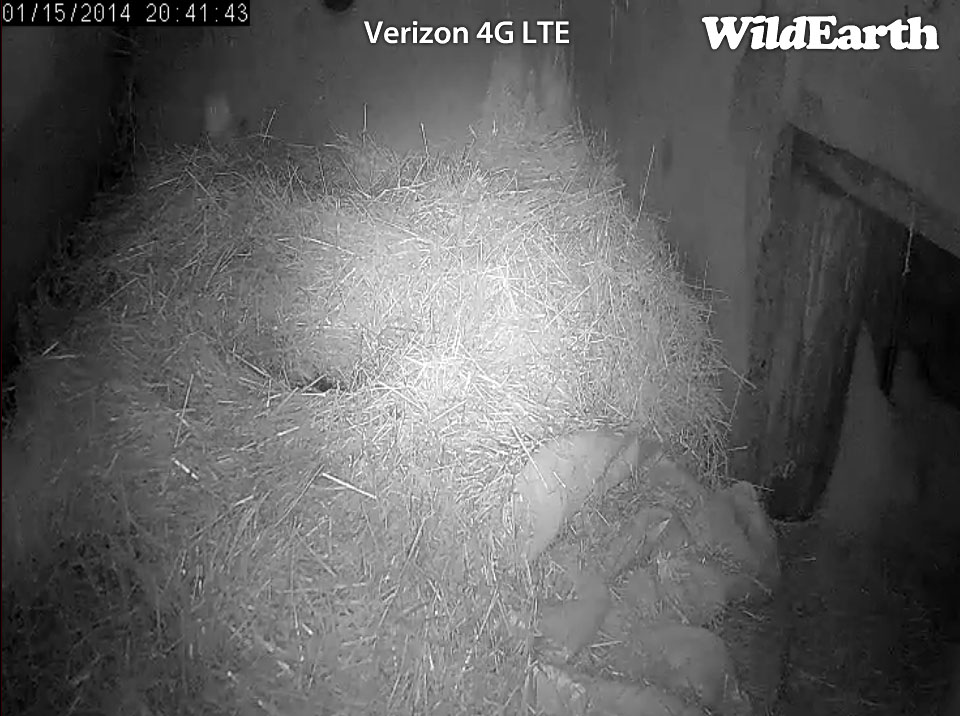 Holly buried in straw