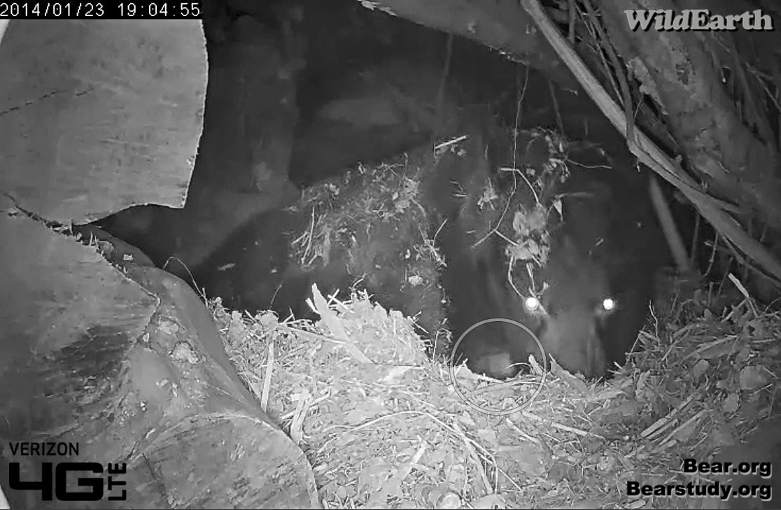 Our first cub sighting!