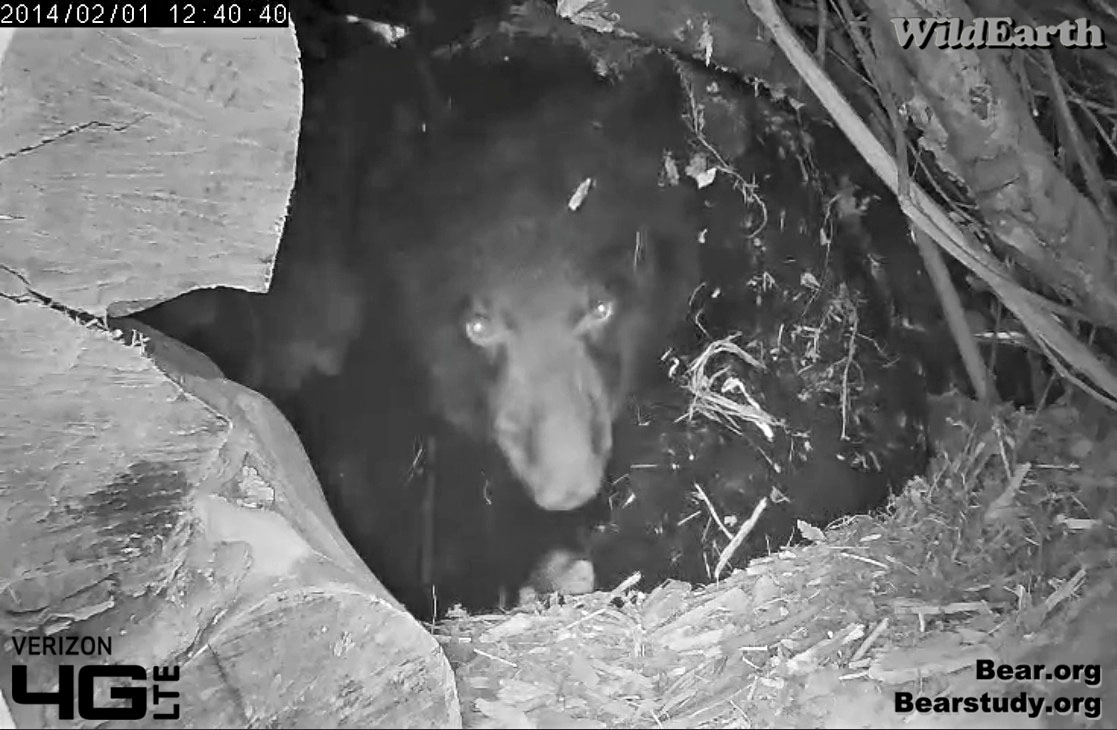 Juliet - Feb 1, 2014