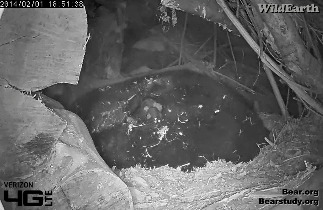 Cubs snuggled in Juliet's fur