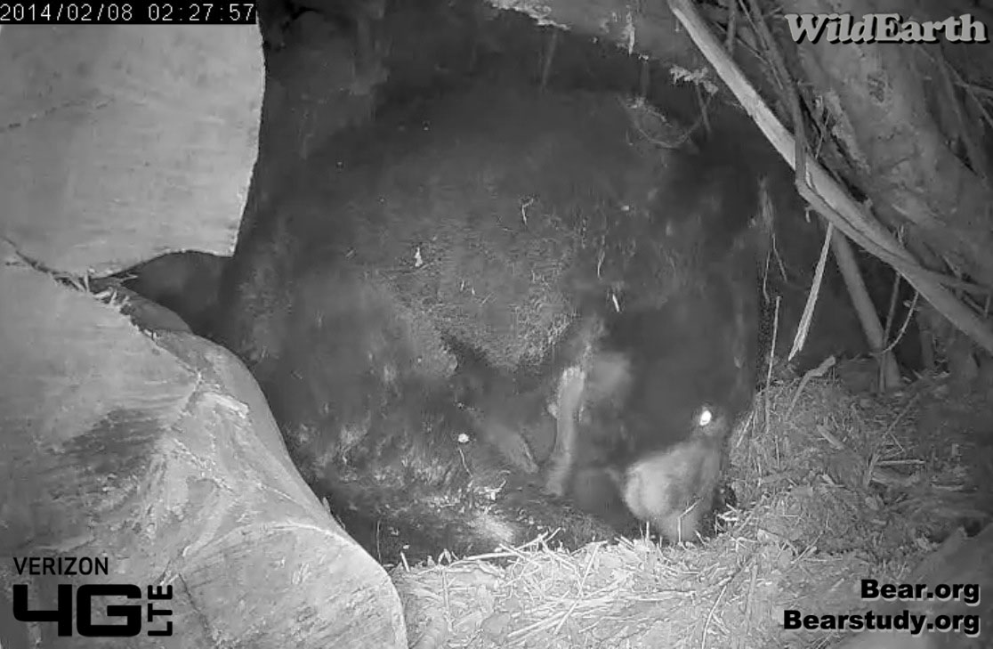 Juliet tends her cubs