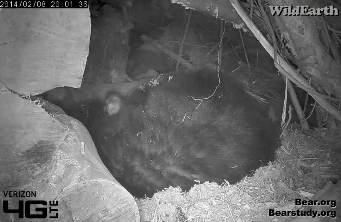 Cub peeks over Juliet