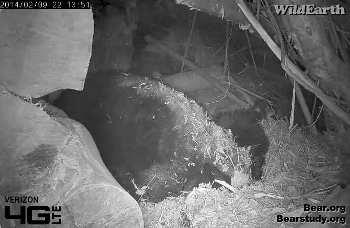 Cub crawls to back of den