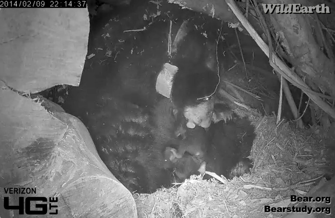 Juliet retrieves cub