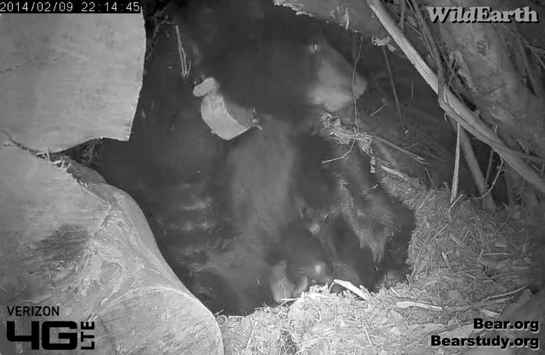 Cub settles in to nurse