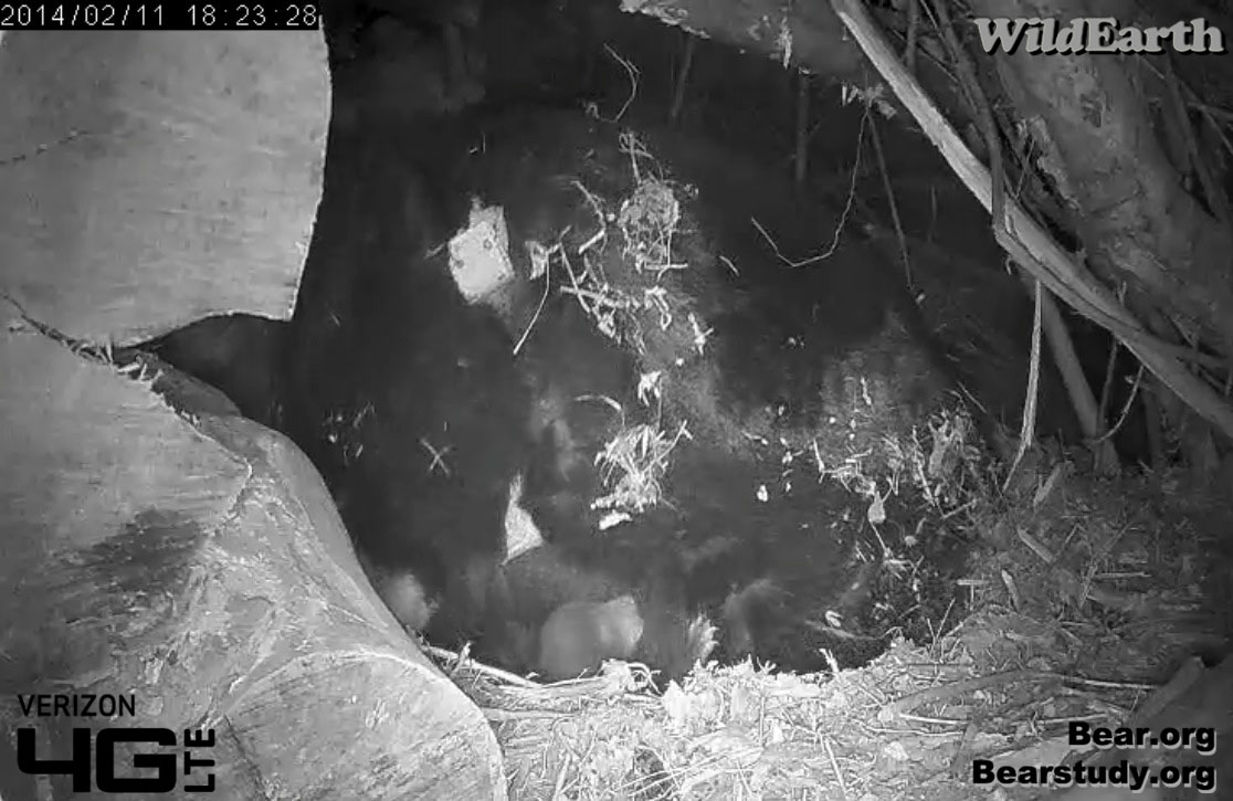 Juliet's cub - 2/11/14