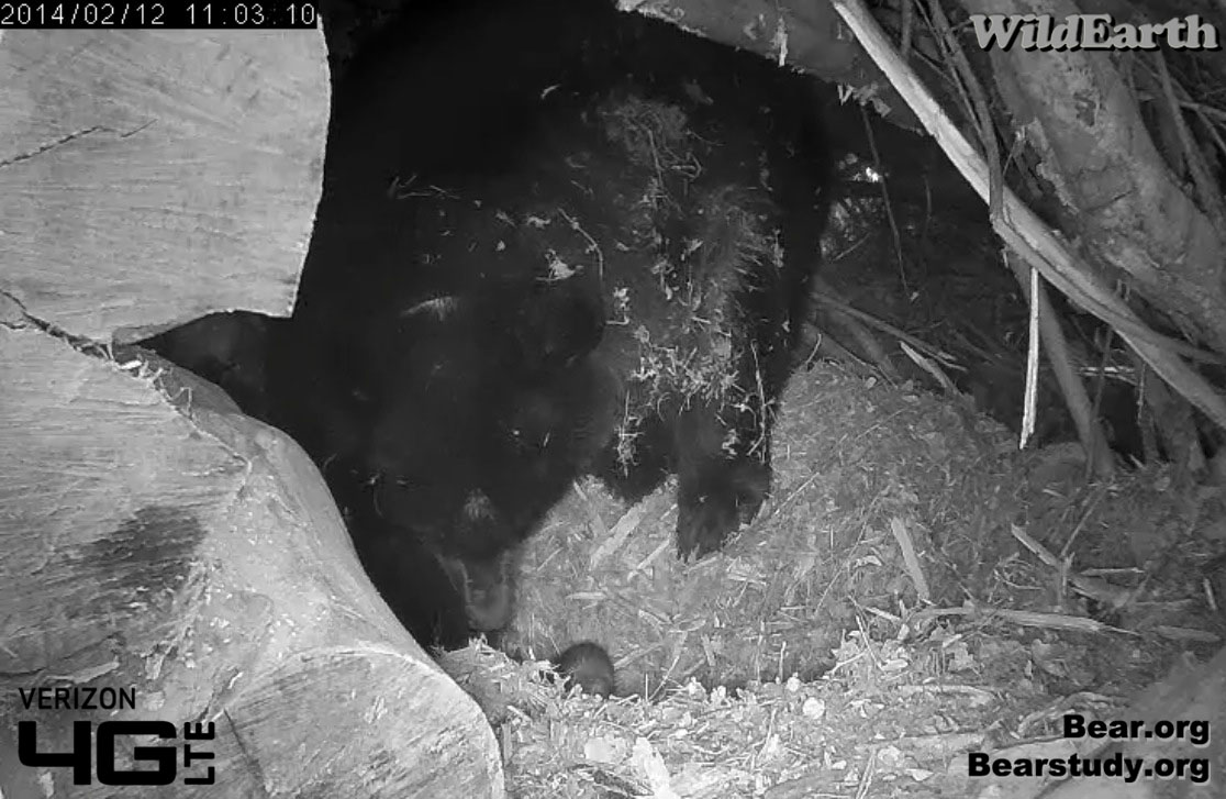 Cub peeks out as Juliet uses the latrine - 2/12/14