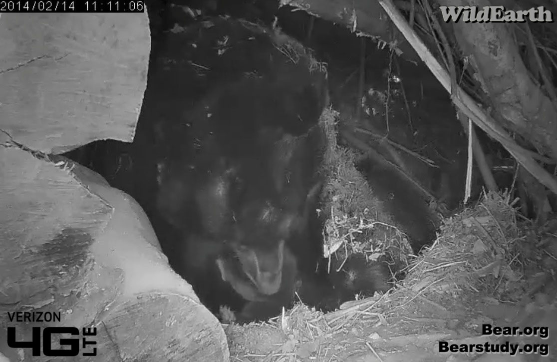 Juliet and cub - 2/14/14