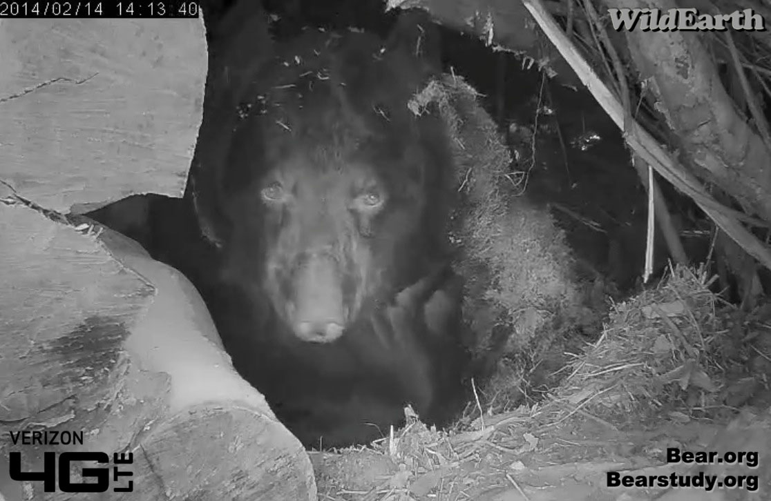 Juliet looks out - 2/14/14