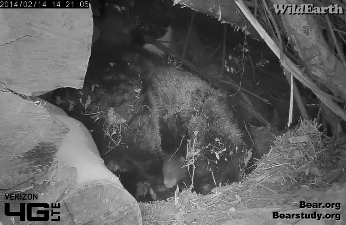 Cub is seen as Juliet moves - 2/14/14