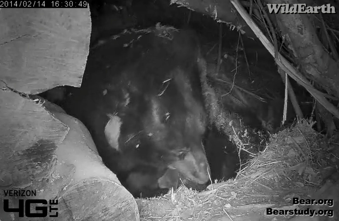 Juliet and cub - 2/14/14