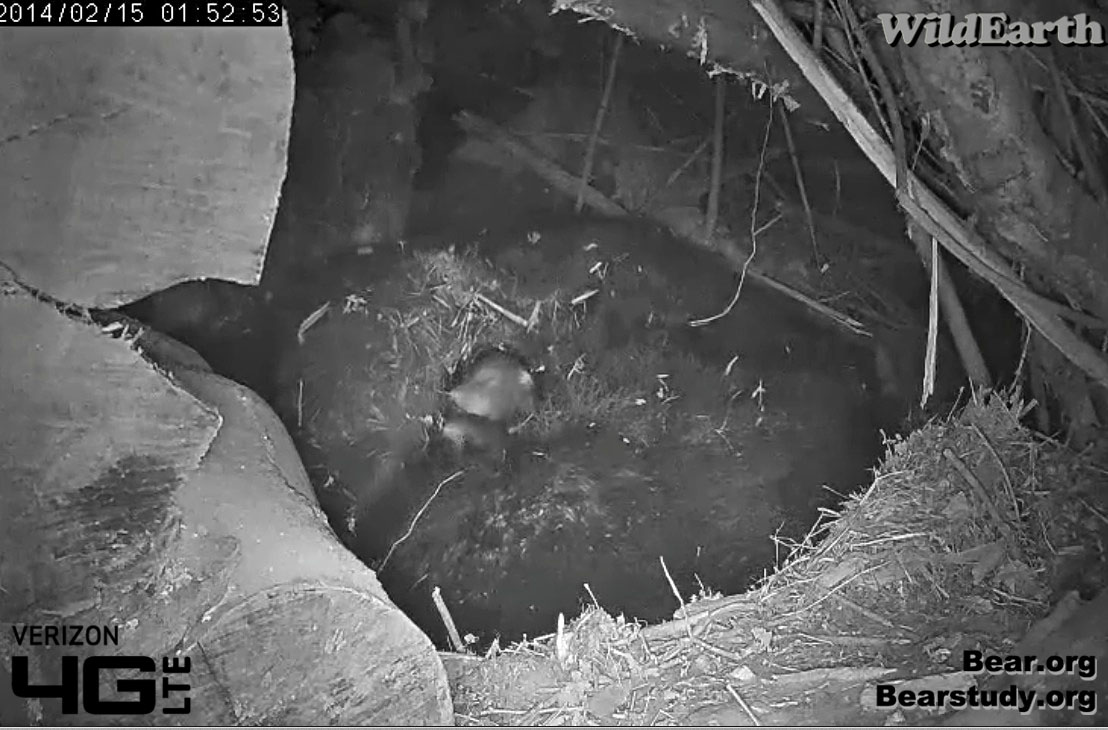 Cub snuggled in Juliet's fur