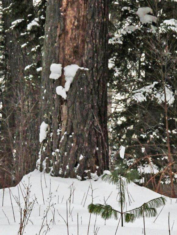 White pine and seedling