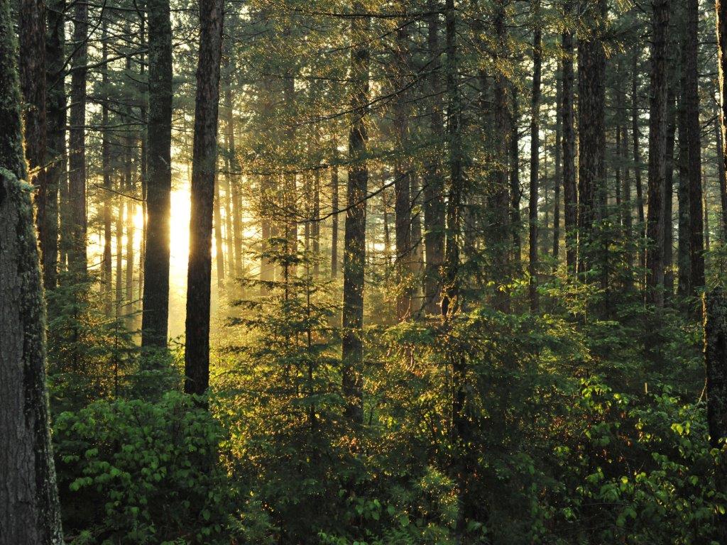 Forest after rain - May 28, 2012