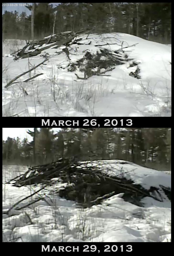 Snowmelt at Lily's den