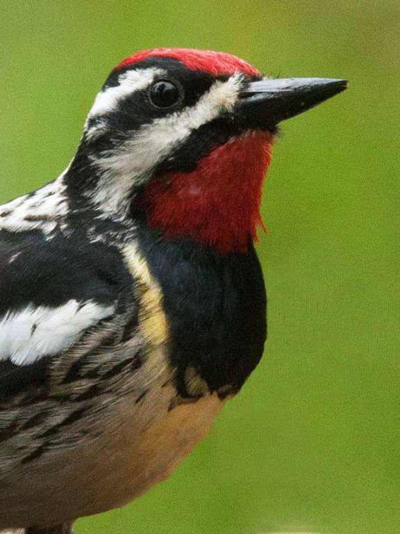 Yellow-bellied Sapsucker - 2013