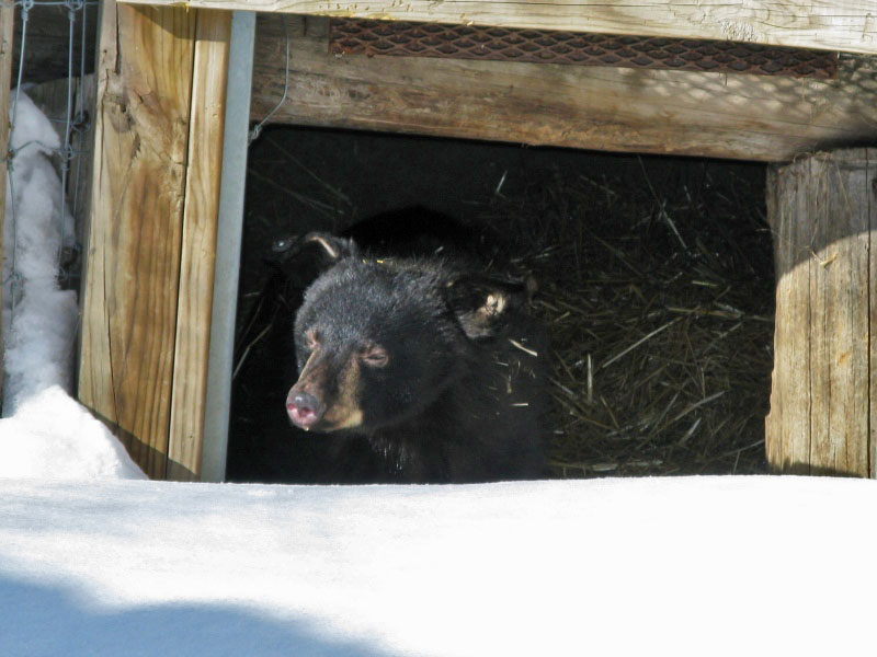 Sleepy Holly peers out