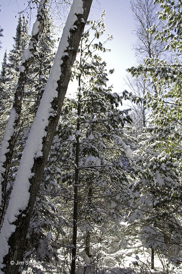 Winter in the Northwoods