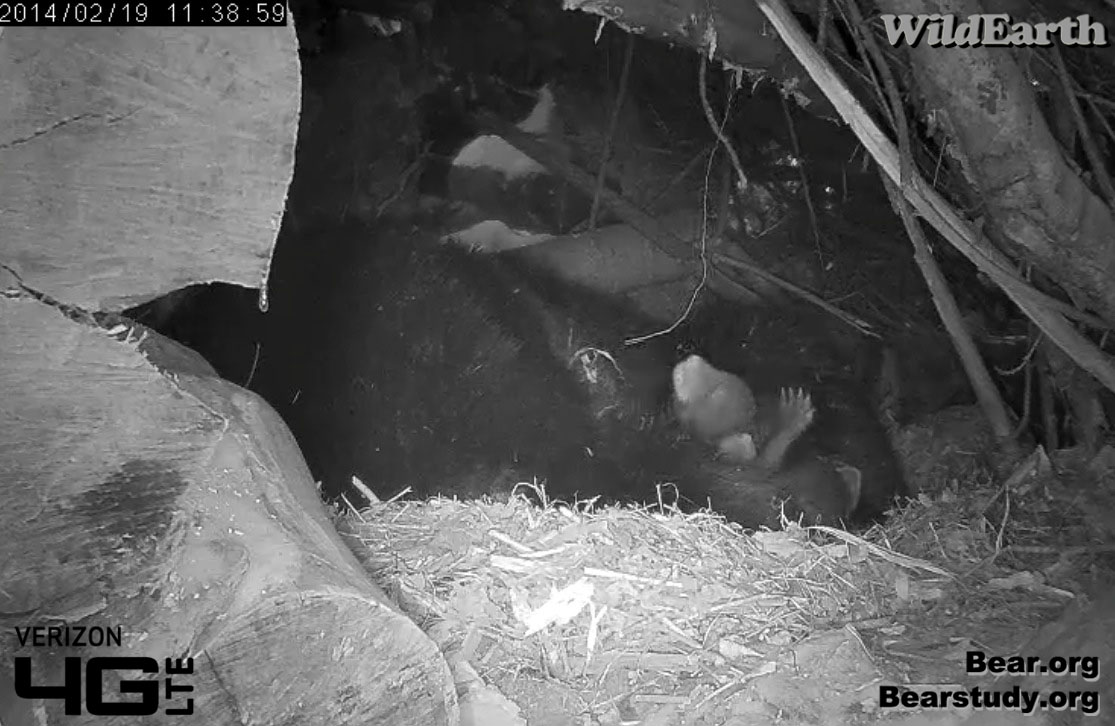 Juliet's cubs - Feb. 19