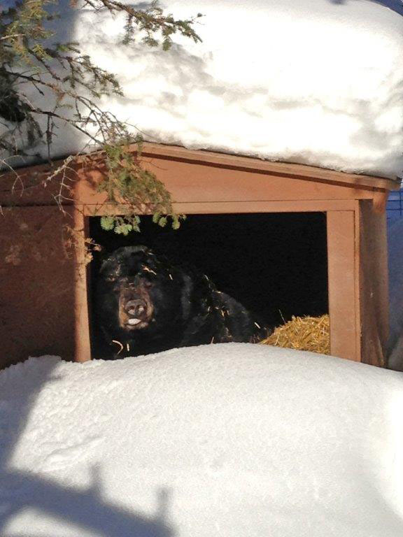 Ted looks out of his den - Feb 19