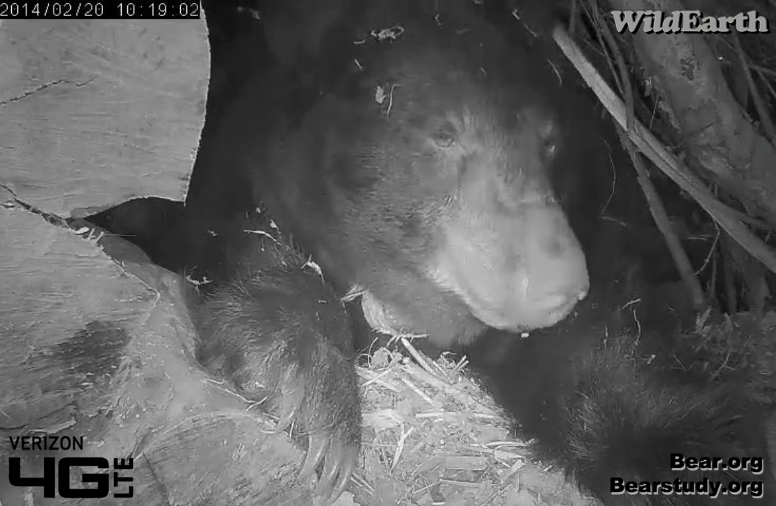 Juliet prepares to eat snow - Feb. 20