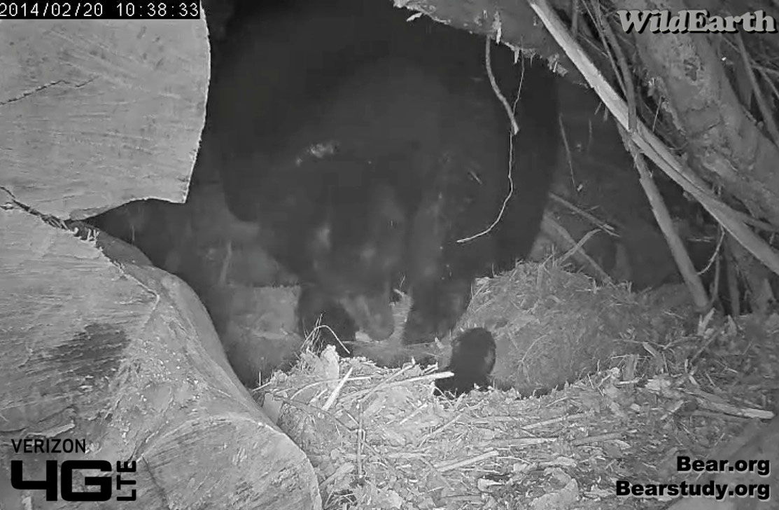 Cub climbs as Juliet uses the latrine - Feb 20