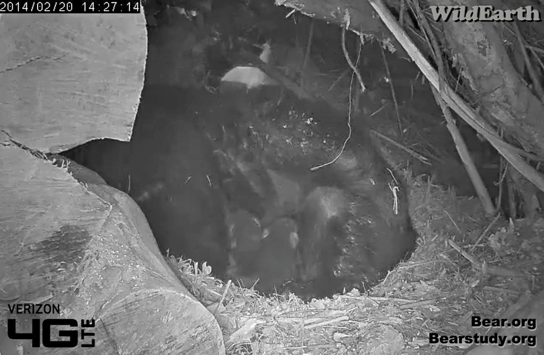 Cubs snuggle up to Juliet