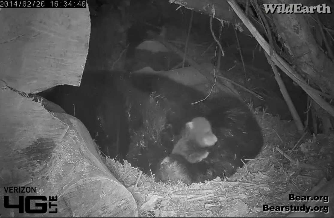 Juliet's cub - Feb 20