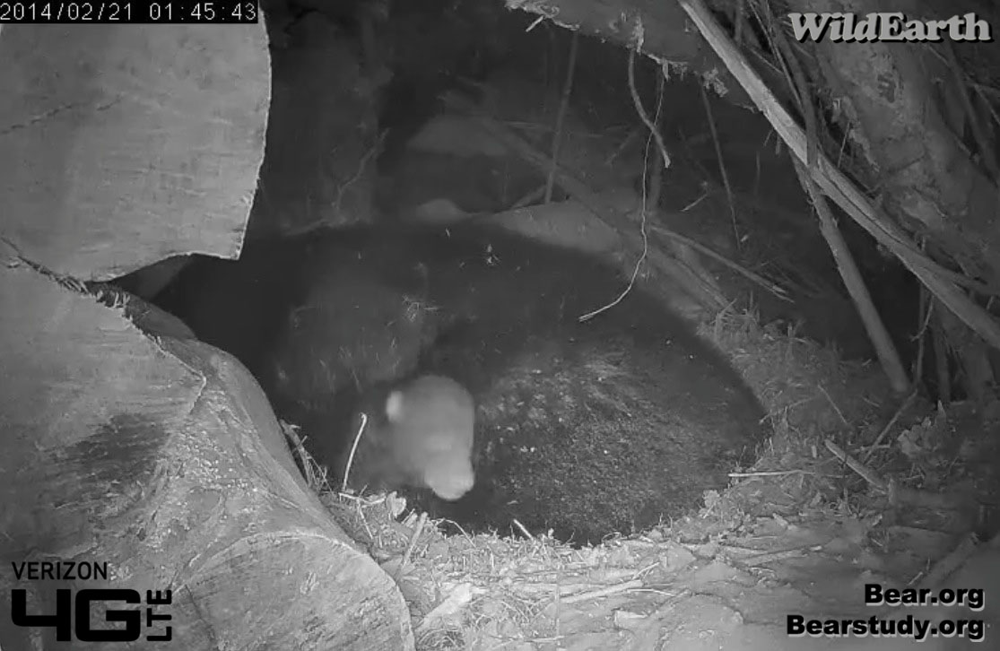 Cub getting some air - Feb 21