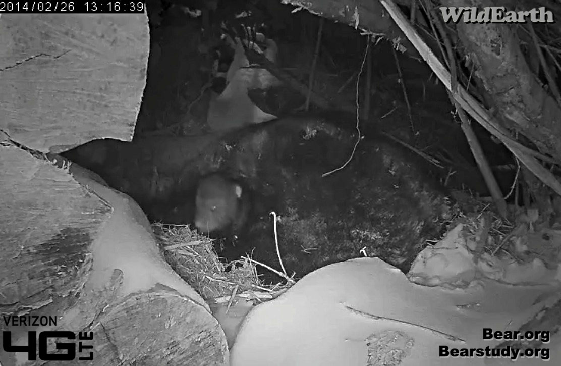 Cub finds its way out