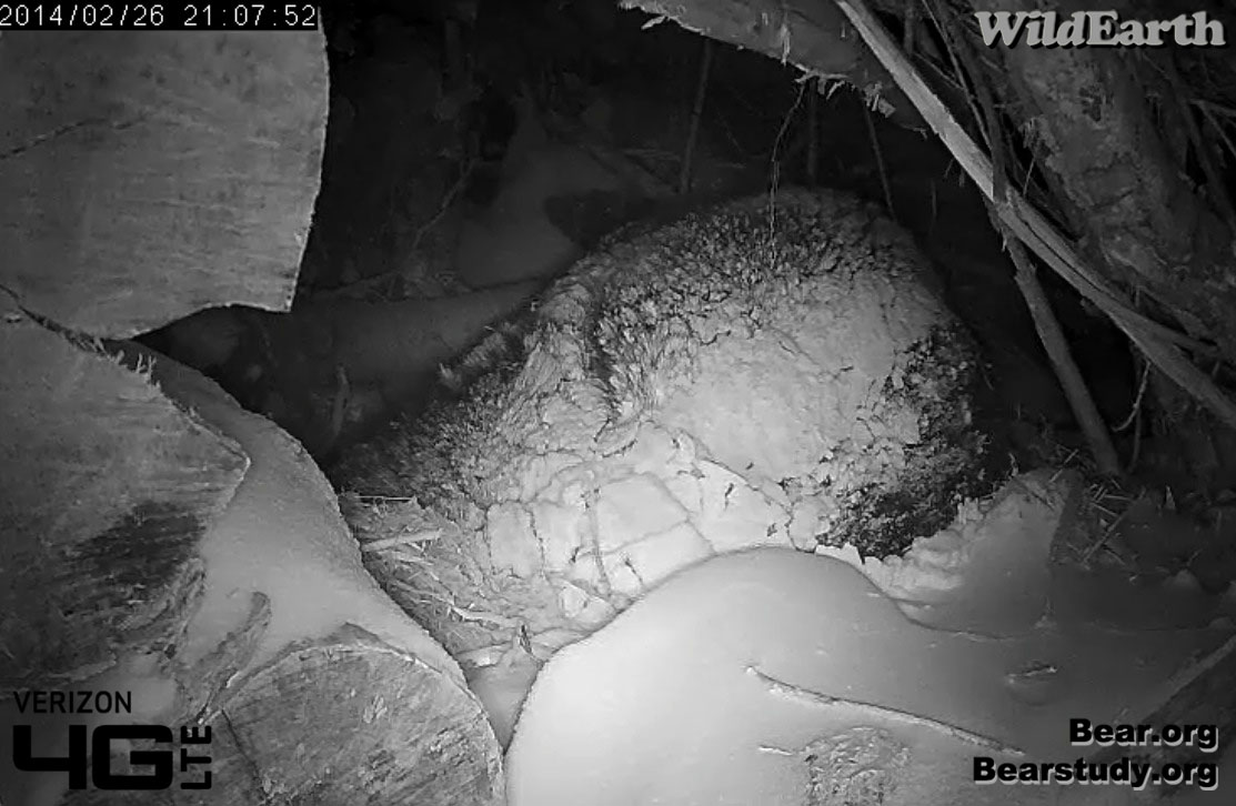 Snowy Juliet rises to tend to cubs