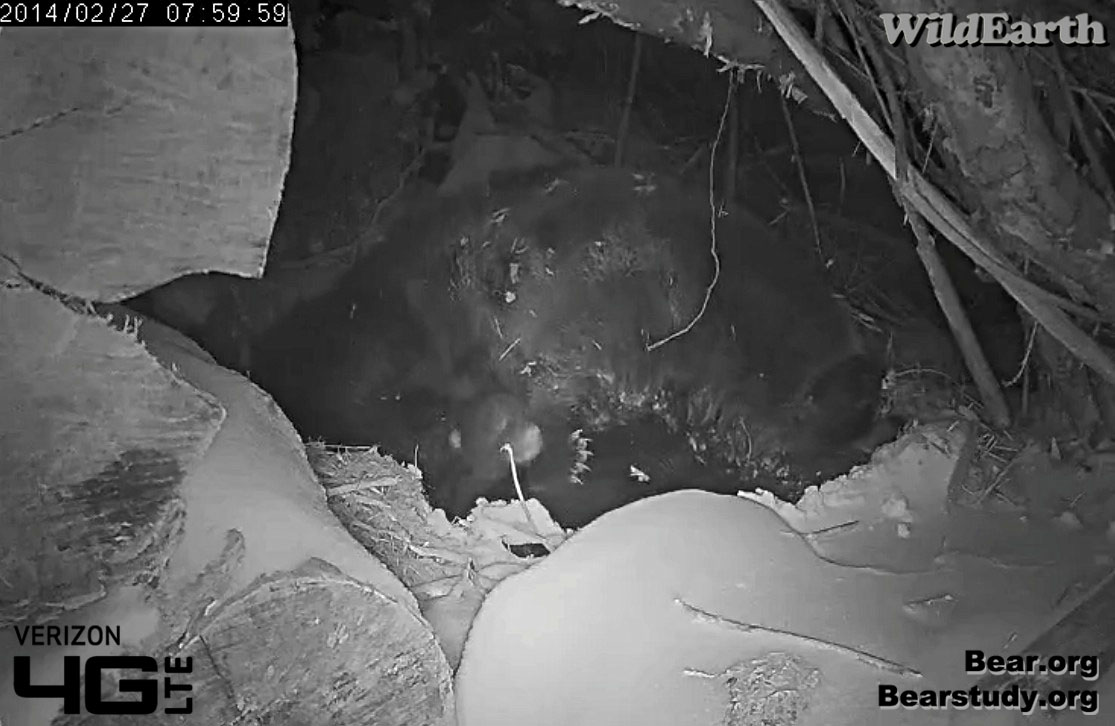 Cub climbs on Juliet