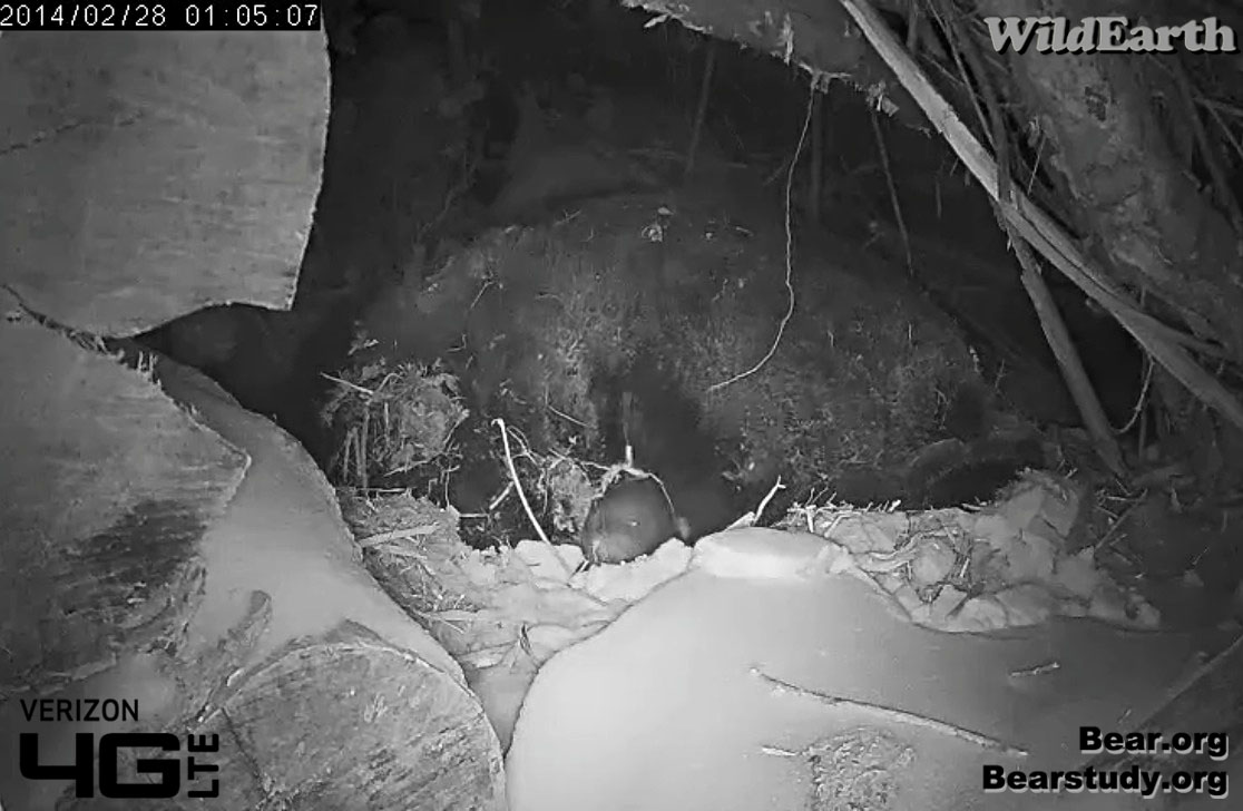 Late night peek (note eye shine)