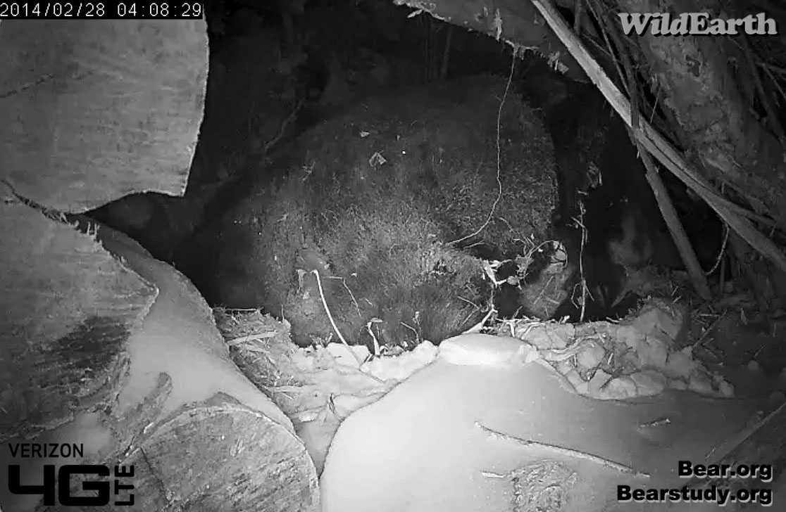 Juliet collects wandering cub