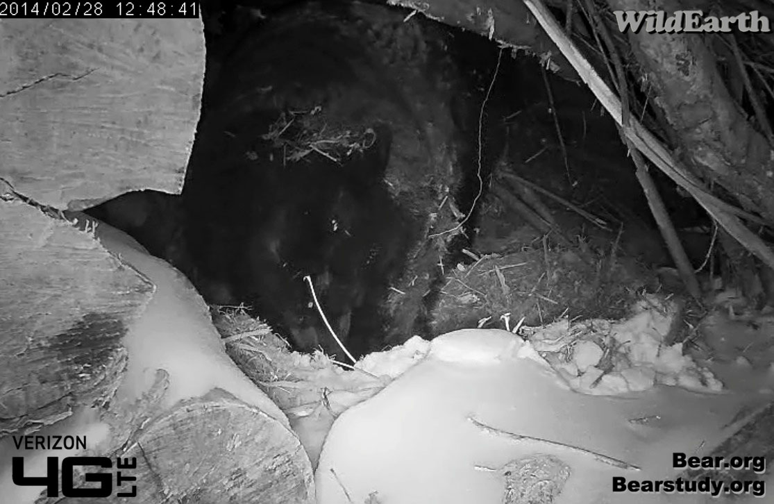 Latrine break - notice Juliet's frosty coat